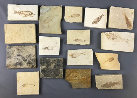 Group of Fish Fossils