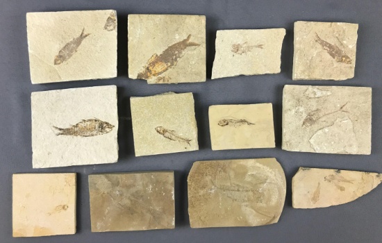 Group of 12 Fish Fossils