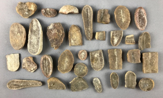 Group of Fossils