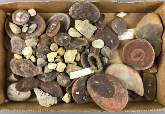 Group of Fossils