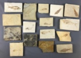Group of Fish Fossils