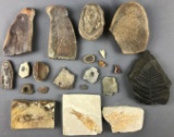 Group of Fossils and other stones