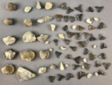 Group of Fossils and Fossilized Teeth