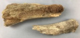 Ancient Bone Fragments