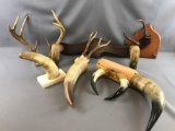 Group of 7 taxidermy pieces