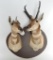 Mounted Pair of Pronghorn Antelope