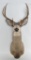 Mule Deer Mount