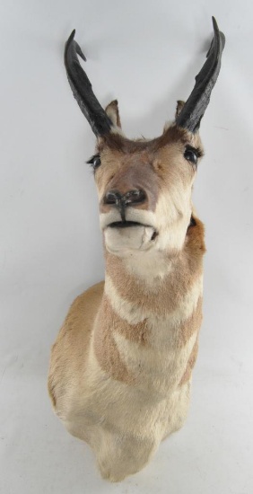 Pronghorn Antelope Mount