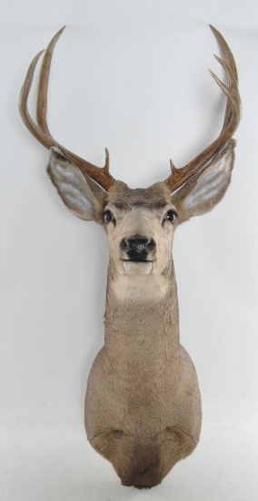 Mule Deer Mount