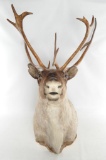 Mountain Caribou Mount