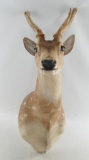 Hawaiian Avis Deer Mount