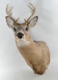 9 Point White Tail Deer Mount