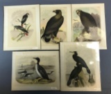 Group of 5 Antique Bird Prints