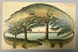 Postcard-Key West Alligator Border