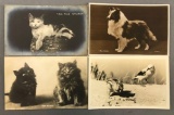 Postcards-Real Photos Animals