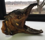 Mummified fish head - Shortnosed Gar