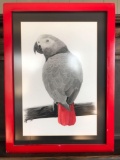 Framed and matted parrot print signed by artist