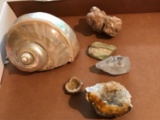 Group of Nature's Collectibles : Seashell, Rocks, and Crystals