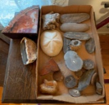 Natural Assortment : Fossils, Petrified Wood, and Geodes