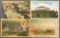 Postcards-Box lot State Views, Scenery, Parks, and more