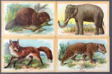 Postcards-Tucks, Animals/Facts
