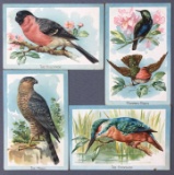 Postcards-Tucks, Birds/facts