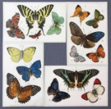 Postcards-Tucks, Butterflies/facts