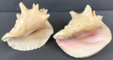 Group of 2 : Conch Shells