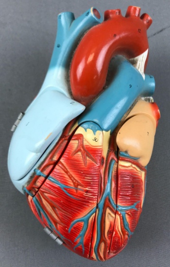 Vintage Hand Painted Anatomical Heart Model