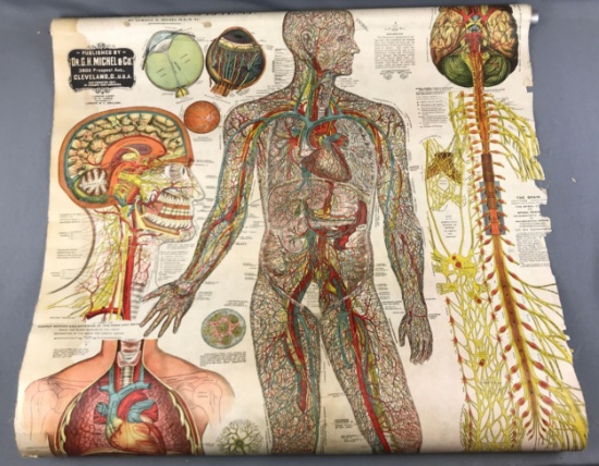 Antique (1910) Chart of the Arterial Venous and Nervous Systems
