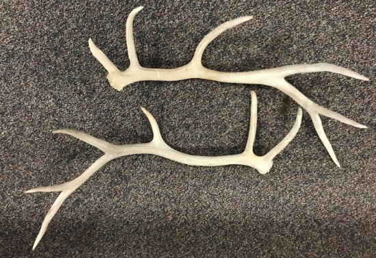 Large Set of Antlers