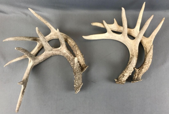 Two sets of antlers
