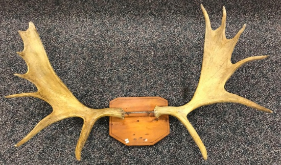 Mounted Moose Antlers