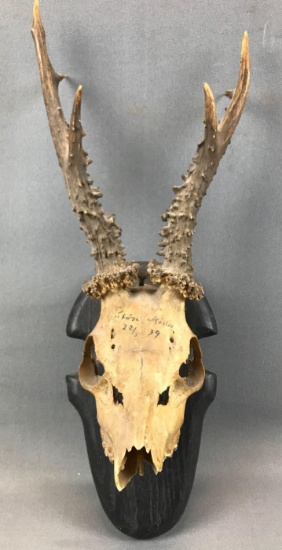 Vintage Mounted Skull w/ Antlers