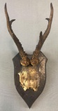 Mounted Antlers