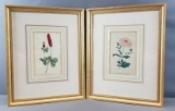 Set of 2: Framed Antique Hand Colored Engravings by W. Curtis