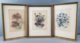 Group of 3 : Framed Antique Lithograph/Engravings of Flowers