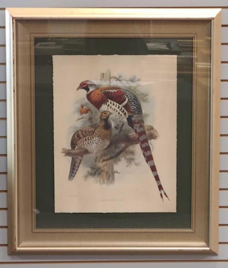 Massive Wolf & Smit Pheasants Lithograph Calophasis Ellioti