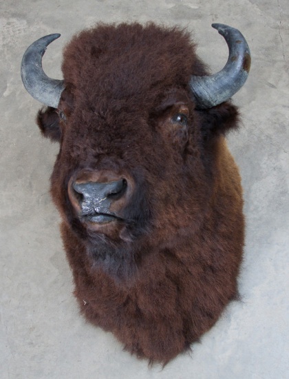 Massive Buffalo Bull Shoulder Mount, 46" from wall to tip of nose, 48" from hump to chest, in winter