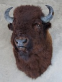Massive Buffalo Bull Shoulder Mount, 46