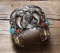 Massive sterling, turquoise & coral mounted Cuff with double bear claws in center, unique 3-dimensio