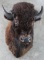 Full chest mount Buffalo Bull with original horn tips, measures 27