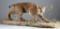 Large, full mounted Bobcat on decorated base, 44