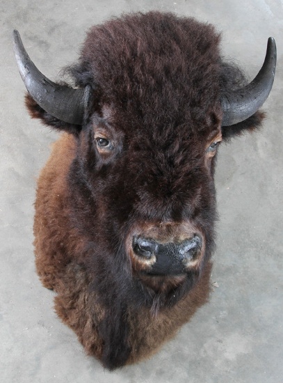 Full chest mount Buffalo Bull with original horn tips, measures 27" across x 35" mounted to wall, ve