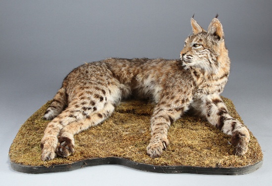Full mounted Bobcat on wooden base, mount is in laying position, base is 24" W x 20" D.