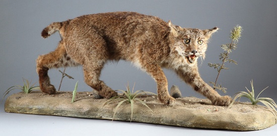 Large, full mounted Bobcat on decorated base, 44" L x 17" T, very well mounted.