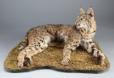 Full mounted Bobcat on wooden base, mount is in laying position, base is 24