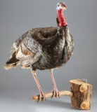 Full mounted Tom Turkey with beard, mounted on tree limb.