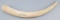 MUST BE A TEXAS RESIDENT WITH TEXAS DRIVERS LICENSE TO BID ON THIS ELEPHANT IVORY TUSK!!!  THIS IS A