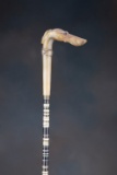 Unique antique Steer horn Cane, measuring 35 1/4